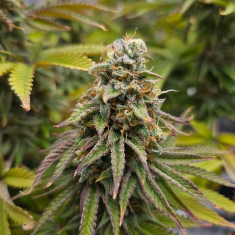 Growlog-Foto von Royal Gorilla: BT50 BW8