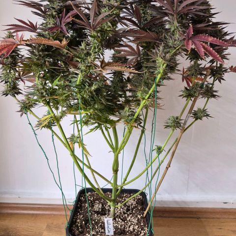Wedding Cake growlog photo: BT50 BW8