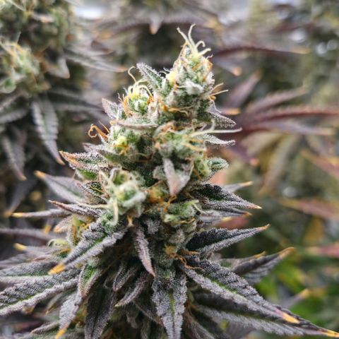 Wedding Cake growlog photo: BT50 BW8