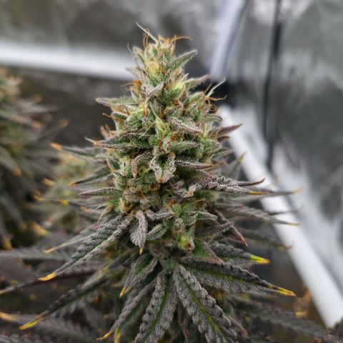 Wedding Cake growlog photo: BT50 BW8