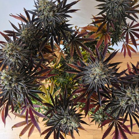 Wedding Cake growlog photo: BT50 BW8