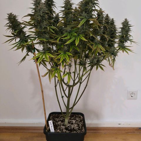 Jack Herer growlog photo: BT57 BW9