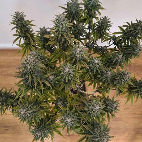 Jack Herer growlog photo: BT57 BW9