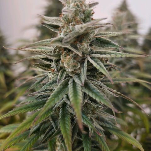 Jack Herer growlog photo: BT57 BW9