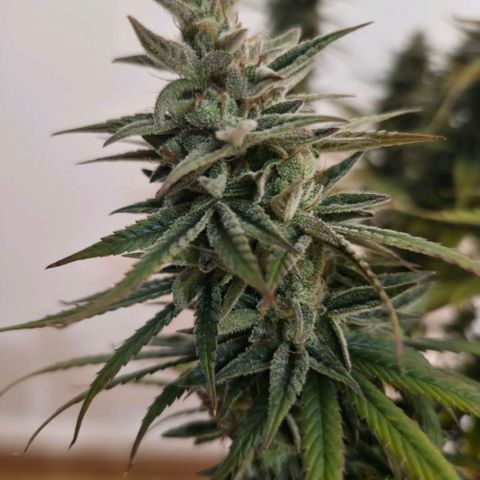 Jack Herer growlog photo: BT57 BW9