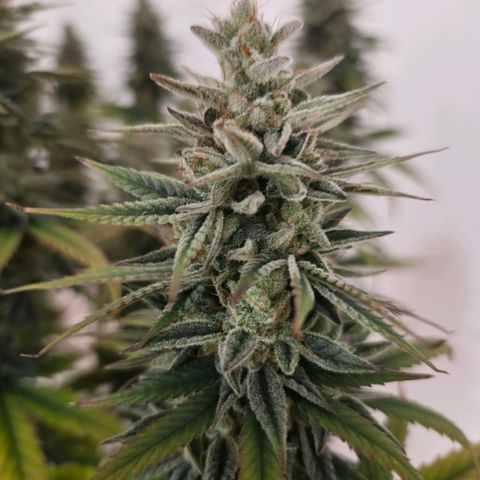 Jack Herer growlog photo: BT57 BW9