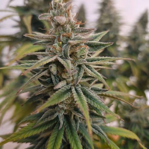 Jack Herer growlog photo: BT57 BW9