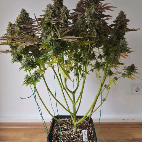 Growlog-Foto von Royal Gorilla: BT57 BW9