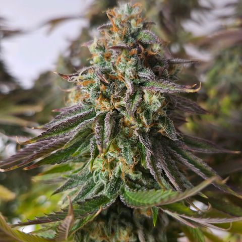 Growlog-Foto von Royal Gorilla: BT57 BW9