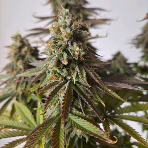 Growlog-Foto von Royal Gorilla: BT57 BW9