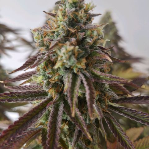 Growlog-Foto von Royal Gorilla: BT57 BW9