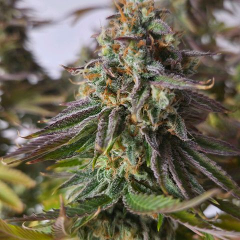 Growlog-Foto von Royal Gorilla: BT57 BW9