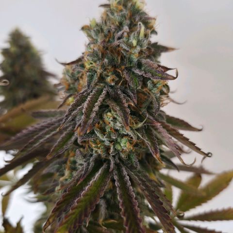 Growlog-Foto von Royal Gorilla: BT57 BW9