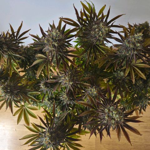 Growlog-Foto von Royal Gorilla: BT57 BW9