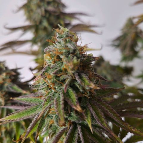 Growlog-Foto von Royal Gorilla: BT57 BW9