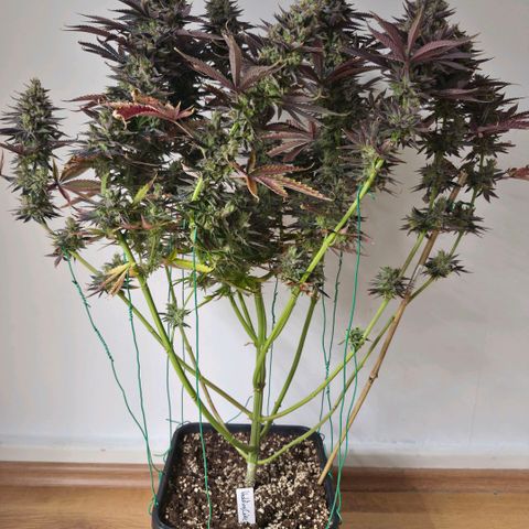 Wedding Cake growlog photo: BT57 BW9