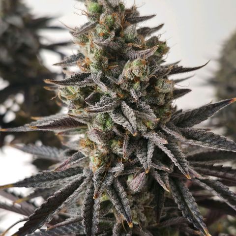 Wedding Cake growlog photo: BT57 BW9