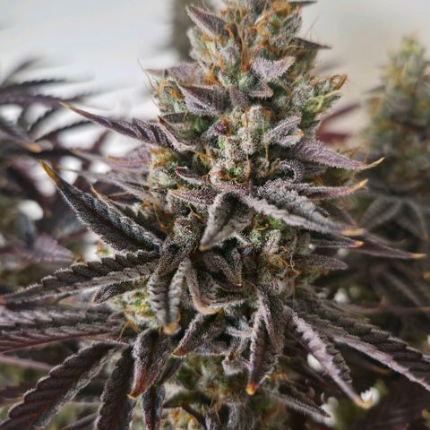 Wedding Cake growlog photo: BT57 BW9