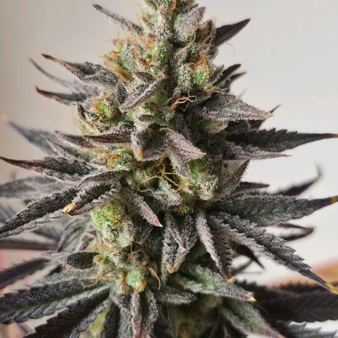 Wedding Cake growlog photo: BT57 BW9