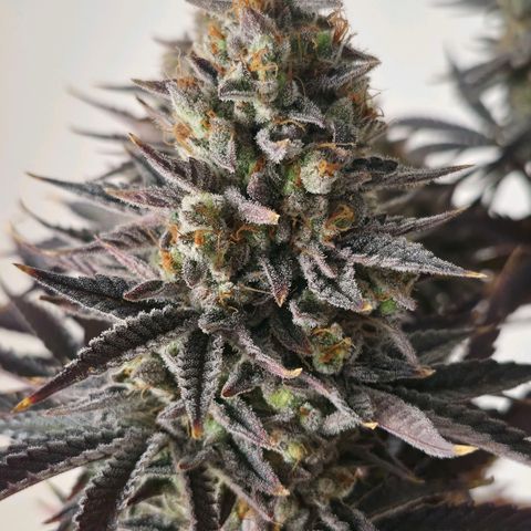 Wedding Cake growlog photo: BT57 BW9