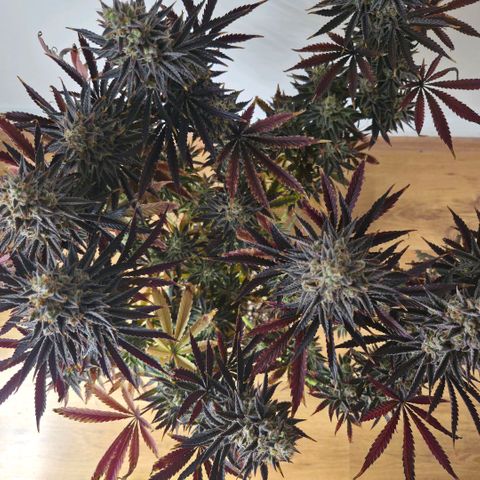 Wedding Cake growlog photo: BT57 BW9