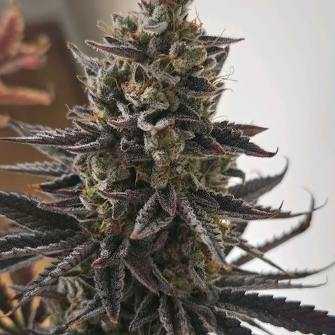 Wedding Cake growlog photo: BT57 BW9