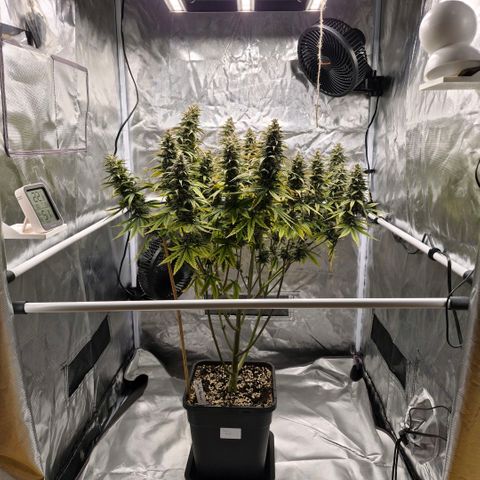 Jack Herer growlog photo: BT59 BW9