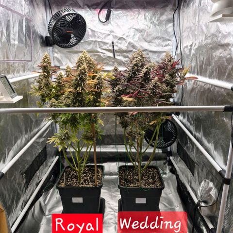 Wedding Cake growlog photo: BT59 BW9