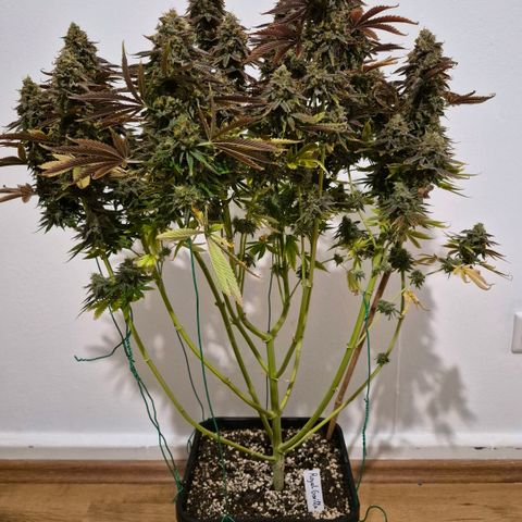 Growlog-Foto von Royal Gorilla: BT69 BW9
