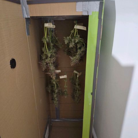 Growlog-Foto von Royal Gorilla: BT69 BW9