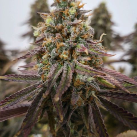 Growlog-Foto von Royal Gorilla: BT69 BW9
