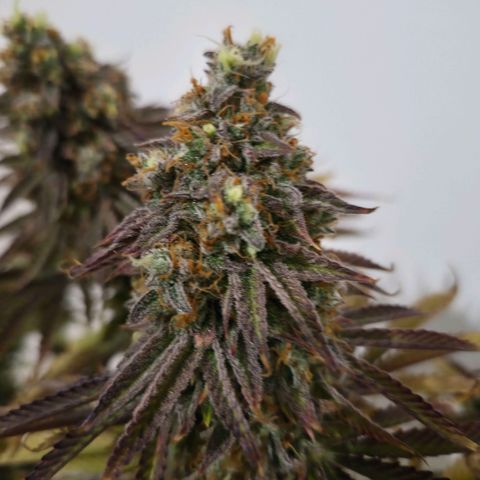 Growlog-Foto von Royal Gorilla: BT69 BW9