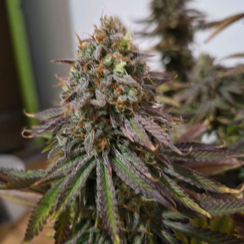 Growlog-Foto von Royal Gorilla: BT69 BW9