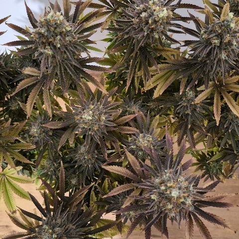 Growlog-Foto von Royal Gorilla: BT69 BW9