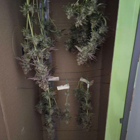 Growlog-Foto von Royal Gorilla: BT69 BW9