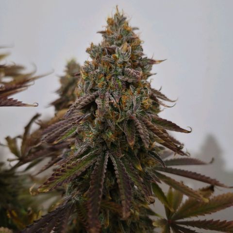 Growlog-Foto von Royal Gorilla: BT69 BW9
