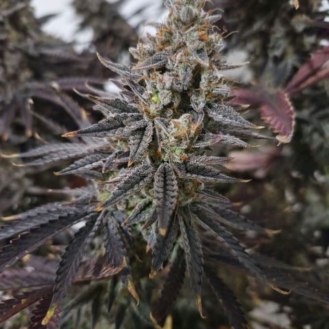 Wedding Cake growlog photo: BT63 BW9
