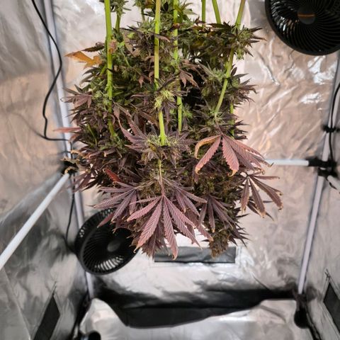 Wedding Cake growlog photo: BT63 BW9