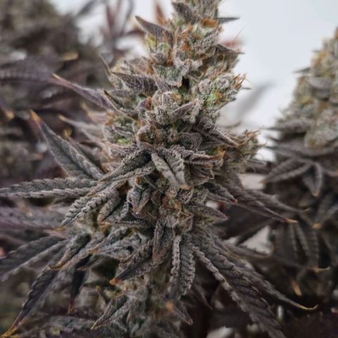 Wedding Cake growlog photo: BT63 BW9