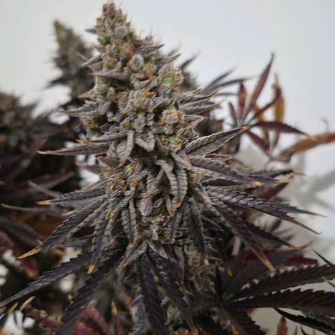 Wedding Cake growlog photo: BT63 BW9