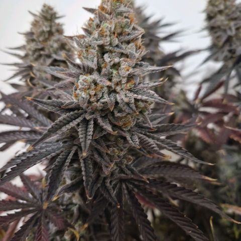 Wedding Cake growlog photo: BT63 BW9