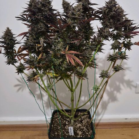 Wedding Cake growlog photo: BT63 BW9