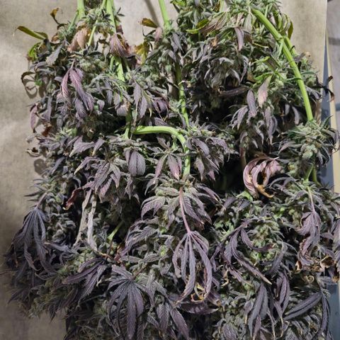 Wedding Cake growlog timeline photo