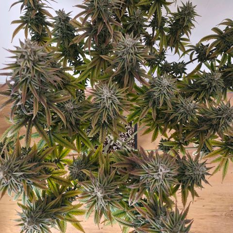 Jack Herer growlog photo: BT64 BW10