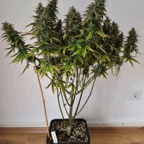 Jack Herer growlog photo: BT64 BW10