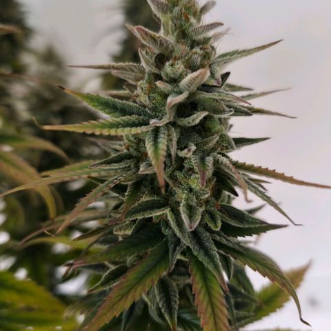 Jack Herer growlog photo: BT64 BW10