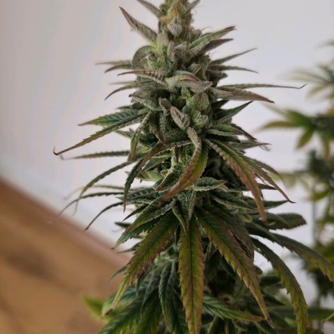 Jack Herer growlog photo: BT64 BW10