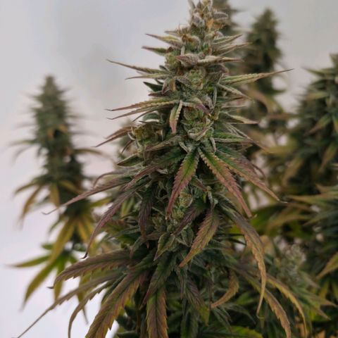 Jack Herer growlog photo: BT64 BW10