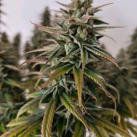 Jack Herer growlog photo: BT64 BW10