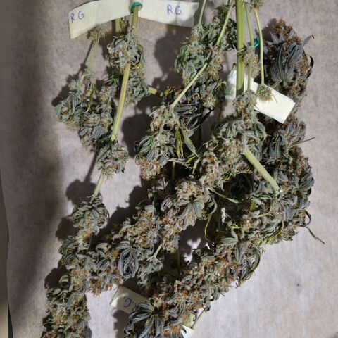 Growlog-Foto von Royal Gorilla: Blüten wurden getrimmt und in Gläser, zum aushärten gesteckt